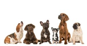 Sauras-tu identifier à quelle race appartiennent ces chiens?