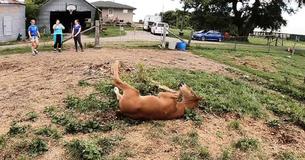 Newborn Foal Is All About Rolling On The Ground And Playing In The Paddocks