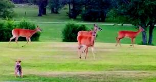 Puppy Excited To Play With New Friends- A Herd Of Wild Deer