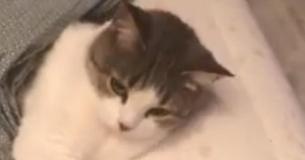 Sleepy Cat Doesn't Want To Leave The Bed