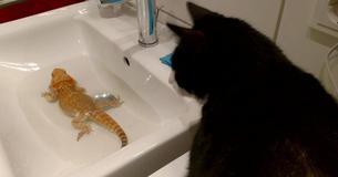 Kitty Gets A Little Too Close During Bearded Dragon's 'Me Time', So He Scares Her Away