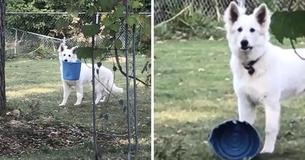 German Shepherd Caught Adorably Red-Handed After Stealing A Bucket