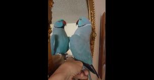Talking Parrot Gives A 'Meaningful Pep Talk' To Itself In The Mirror