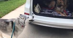 Stubborn Husky Wants To Sit In The Front Seat Of A Car And Doesn't Mind Throwing A Tantrum For It