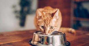 A Vegan Diet Can Be Dangerous For Your Cat - And The RSPCA Is Advising Against It