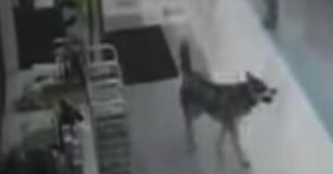 Sneaky Pup Walks Into Store And Steals Himself A Christmas Gift