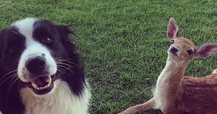 Shocking Video Depicts How Dogs React To Abandoned Baby Deer Missing A Leg