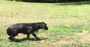 Neglected Dog Rescued And Finds Rightful Home Where He Can Be Loved