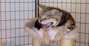 Savannah Cat Is Not Happy About The Addition Of A New Kitten In The Family