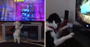 These Pups Enjoy Watching TV More Than Humans Do 