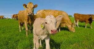 Desperate Mama Cow Worried About Her Newborn Calf Asks Passerby To Rescue Him
