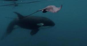 Killer Whale Gives Stingray A Hard Whack With Its Tail Sending It Flying Out Of The Water