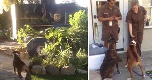 Heartwarming Video Captures Boxer Losing It When His Favorite Mailman Arrives