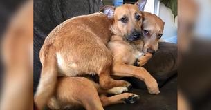 Hond ontdekt zwervende dubbelganger, laat haar baasje niet toe om hem achter te laten