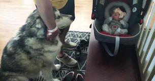 Ce Malamute d'Alaska hurle de joie quand il rencontre enfin sa petite sœur.