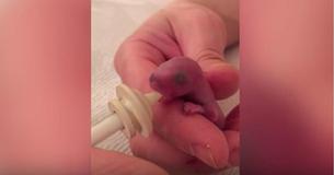 Newborn Baby Squirrel, Left By Mommy On A Man's Bed, Grows Up To Become His Adorable Pet