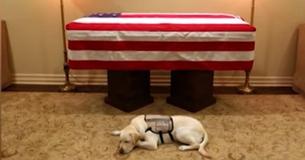 Sully Not To Retire: George HW Bush's Service Dog Will Continue On To Help Wounded Veterans