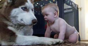 Kind besluipt grote husky en het hele internet heeft het over de reactie van de hond