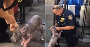 Puppy die werd achtergelaten bij een asiel wordt opnieuw herenigd met brandweer die haar heeft gered van misbruik - dit is een echte tranentrekker