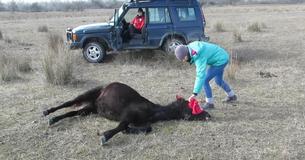 Un cheval enchaîné exprime sa reconnaissance de la plus belle des façons au vétérinaire qui l'a libéré 