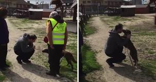 Verdwaalde en bang kleine hond is helemaal alleen - vervolgens ruikt ze een bekende geur
