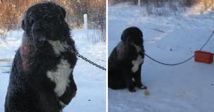 Le chien enchaîné à l'extérieur dans des températures glaciales a dû alterner entre ses pattes pour éviter le sol froid