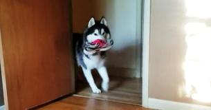 This Mischievous Husky Steals Tennis Shoe - So His Mommy Confronts Him And He Responds In The Most Hilarious Way