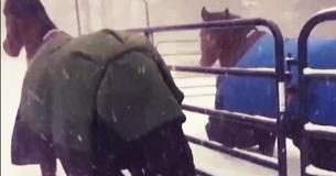 These Horses Definitely Don't Appreciate The Snow