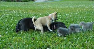 Un petit chihuahua devient un héros en essayant de protéger des chatons d'un chien plus gros