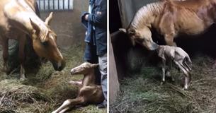 Un cheval donne naissance à un poulain - et sa propriétaire est complètement surprise par la suite des évènements