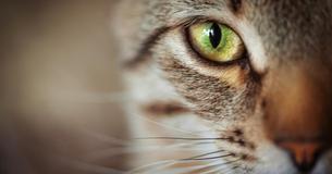 Katzen - die eigenwilligen Könige unter den Haustieren