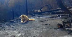 Dog Is Separated From Family During Wildfires - Waits For Them At Destroyed Home For A Month