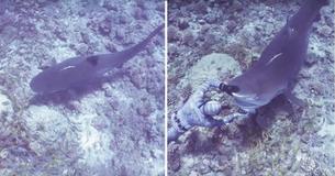 Tiger Shark Circles Diver - Instead Of Swimming Away, He Holds Out His Hand