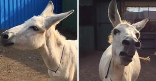 Rescued Donkey Is Winning Hearts On Internet With Her Singing