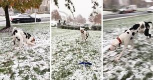 Great Dane Puppy Loses It After Discovering Snow For The First Time Ever