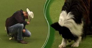 Man And His Best Friend, A Border Collie, Entertain The Audience With An Incredible Dance Routine At Dog Show
