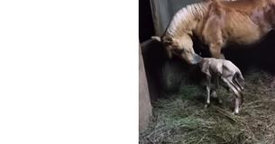 Paard bevalt van een veulen - En de eigenaar schrikt van de nageboorte