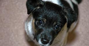 Man leest over gestolen hond en ziet de dief vervolgens recht voor zich - hij roept de naam van de hond en redt hem