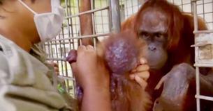 Mother Orangutan And Her Lost Baby Reunite After Being Separated For A Whole Week