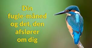 Hvad afslører din fugle-måned om, hvem du virkelig er?