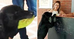 Dog Pays With A Leaf Everytime He Wants To Buy Cookies For Himself At The Store