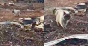 Family Thought Cat Was Lost In Wildfire - Until It Came Running Up To Them Through The Debris