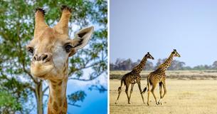 For The First Time Ever, Some Giraffes Are Considered Endangered