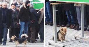 This Heartbroken Dog Is Not Ready To Let Go Of His Best Friend, Visits His Grave Every Day