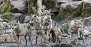 7 Reasons Why Wild Wolves Are So Amazing