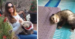 This Orphan Opossum Resisted Being Released Back Into The Wild