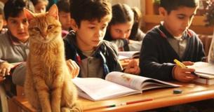 Cat Wanders Into 3rd Grade Classroom And Becomes New 'Teachers Pet'
