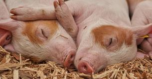 The Many Reasons Why Pigs Are Great