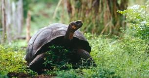 The Birth Of Baby Tortoises, A Species That Was Nearly Extinct, On Galapagos Island After A Century Brings Hope