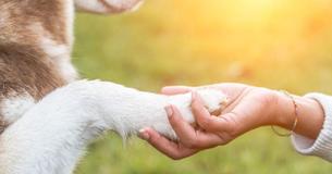 When The Pavement Is Too Hot (Or Cold) For Your Dog, This Is What Happens To Their Paws